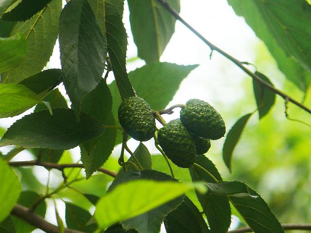 它有一个难听的名字叫"牛屎树",殊不知价值不小,能清肝明目