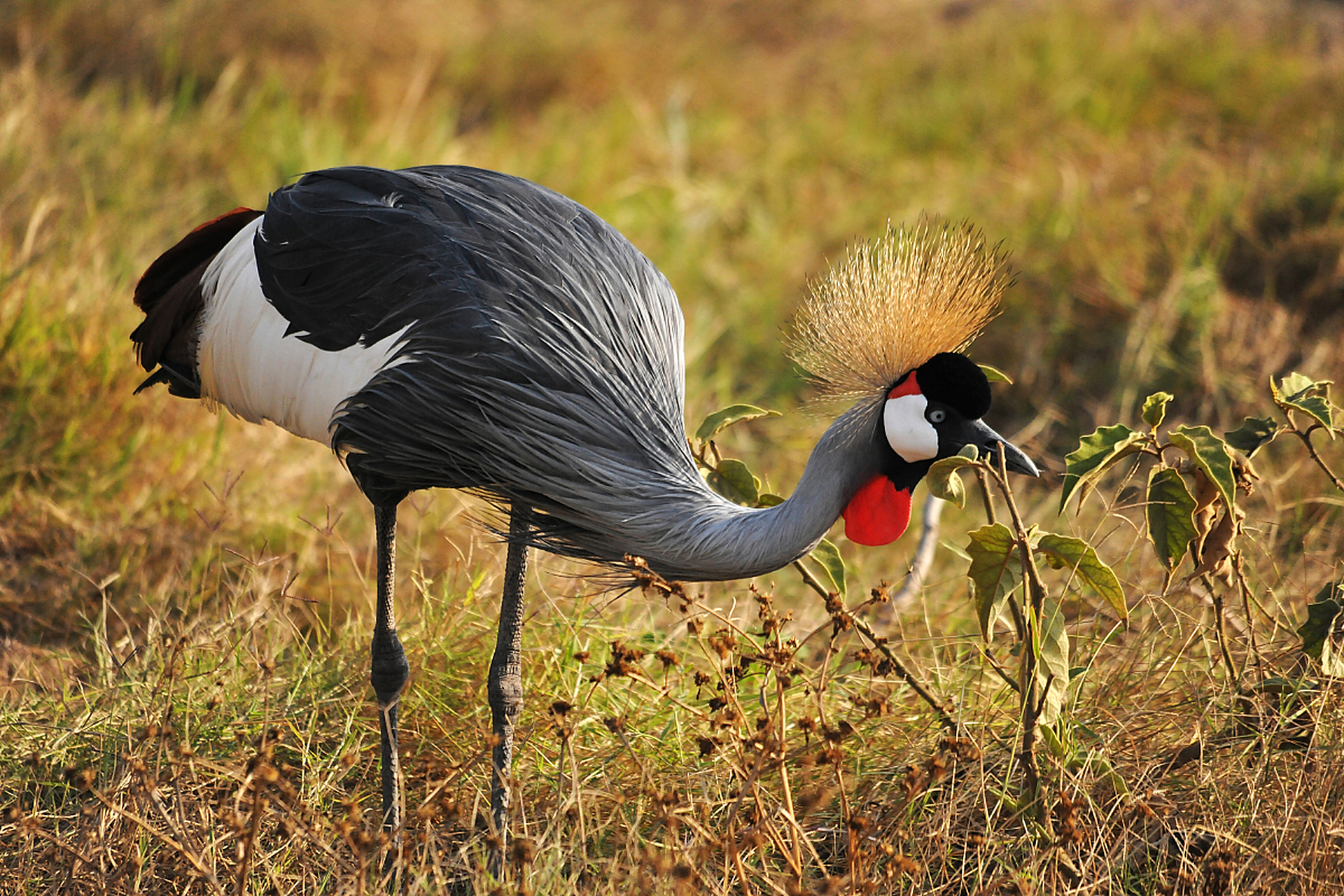 又称东非冠鹤,是一种小型鹤类.