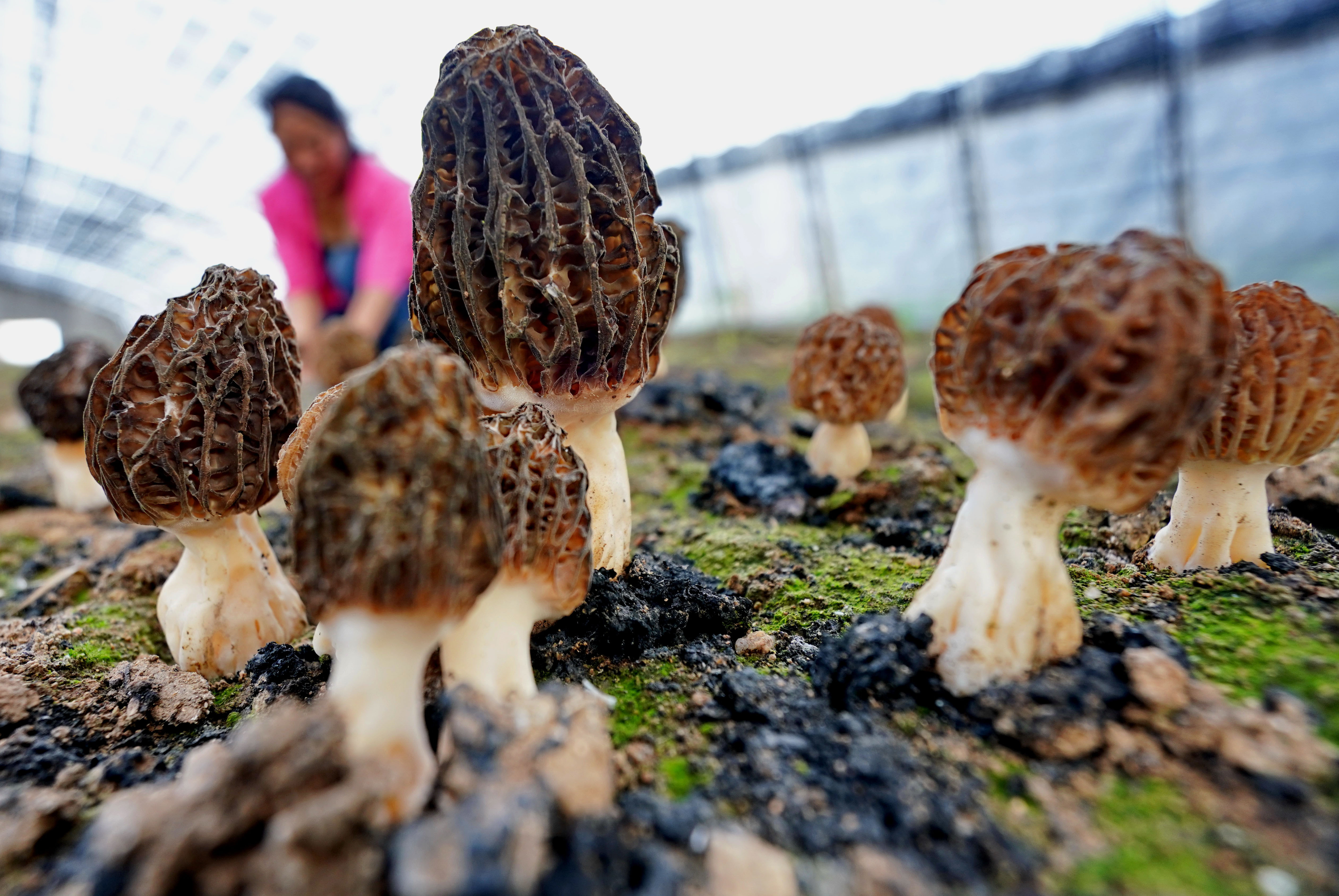 河北迁安:食用菌培育富农家(3)