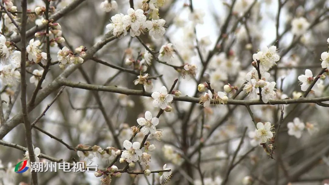 潮州饶平梅花迎来最美花期,周末赏花走起