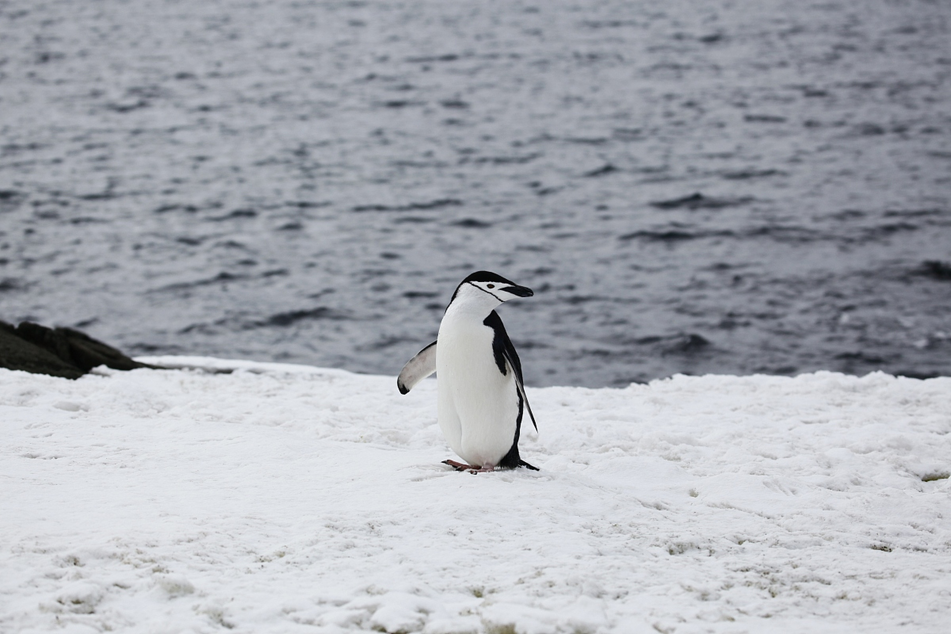 长相特别萌的小企鹅!可爱!#动物趣图