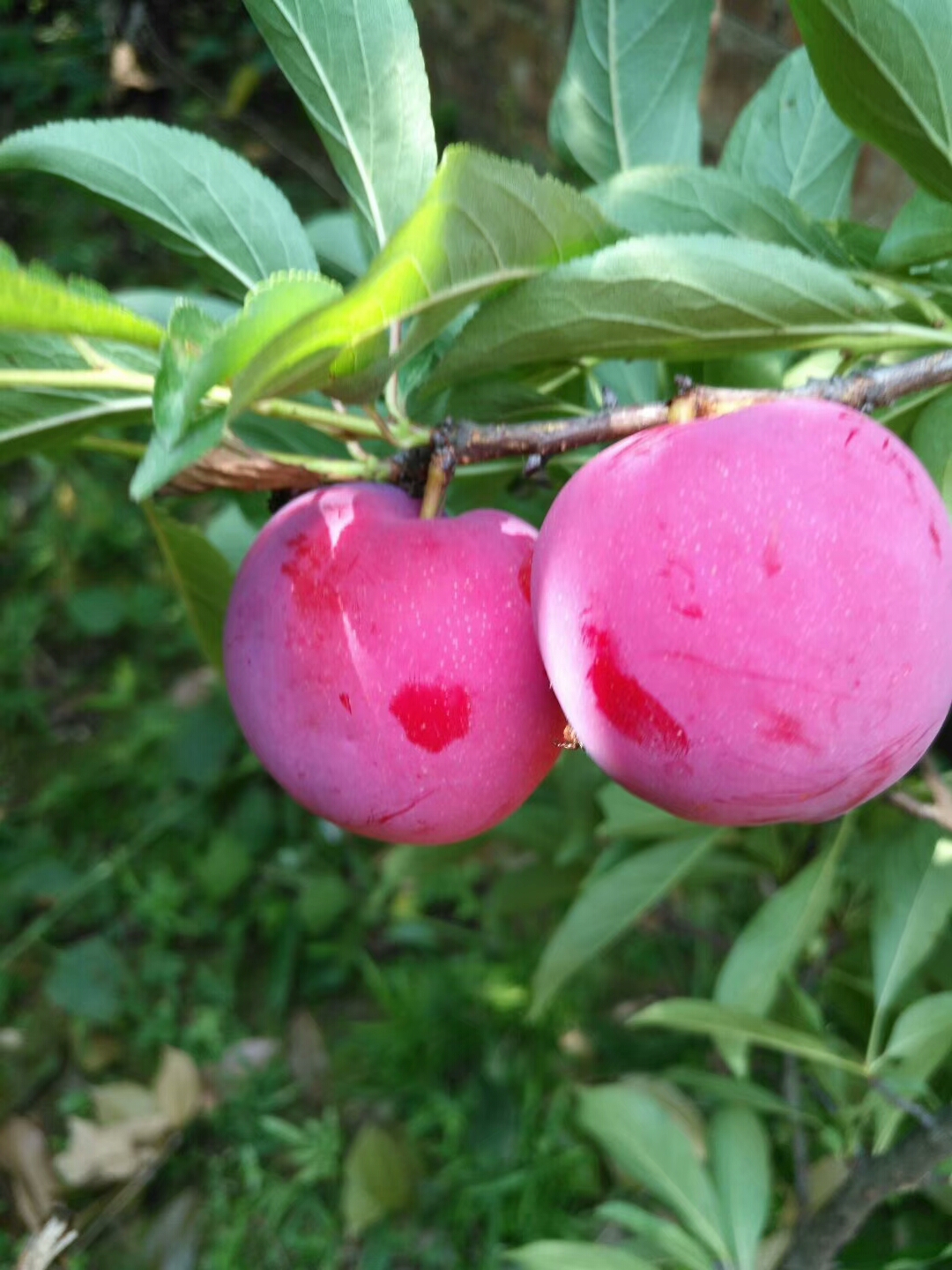 血李农历五六月份完全成熟,熟透后很酸甜.