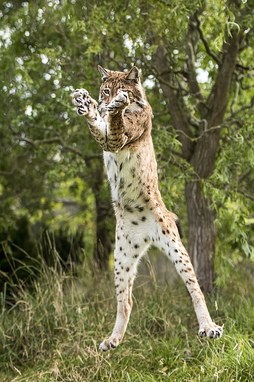 山猫的体型比家猫要大,身体呈现出优美的曲线和肌肉线条.