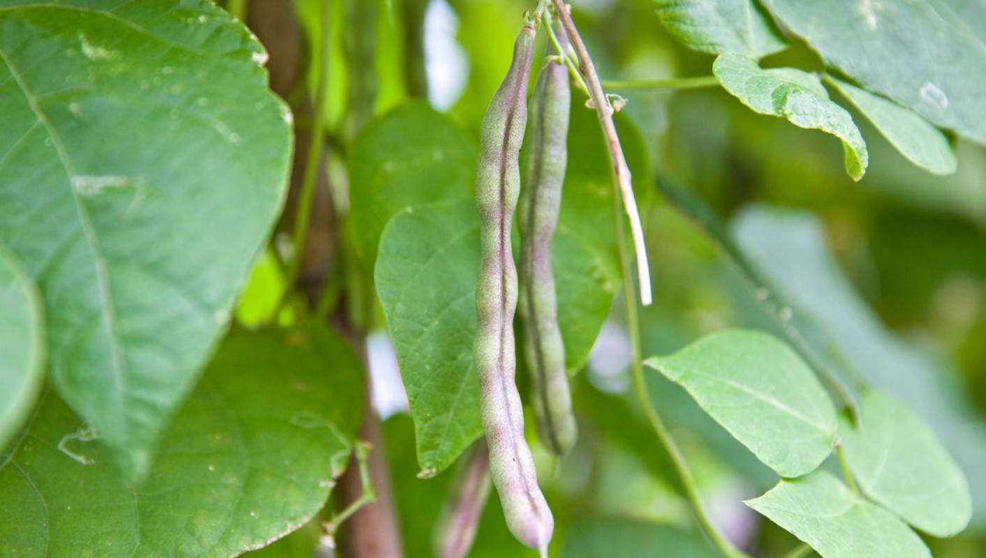 芸豆- 热门商品专区