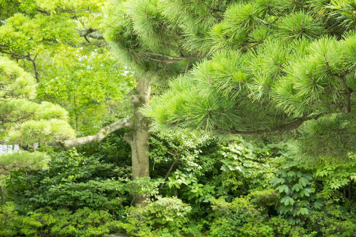 白皮松是一种常绿乔木,具有银白.@杨大说工程的动态