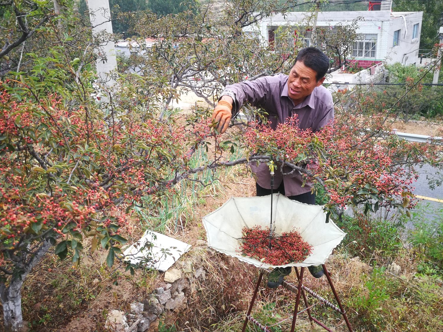 莱芜小山村,农村老伯摘花椒,400棵花椒树需要摘一个月