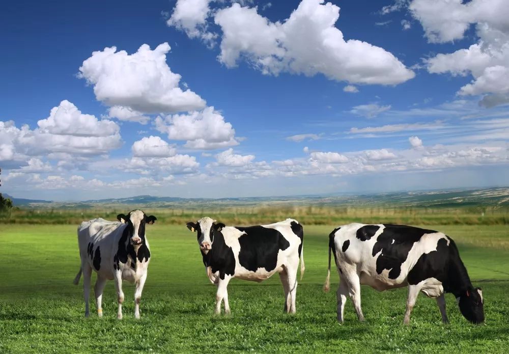 沦落的蒙牛,你到底比伊利差在了哪?