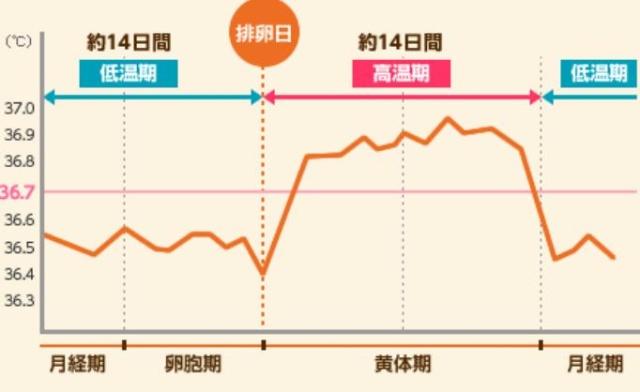 10天排卵期内