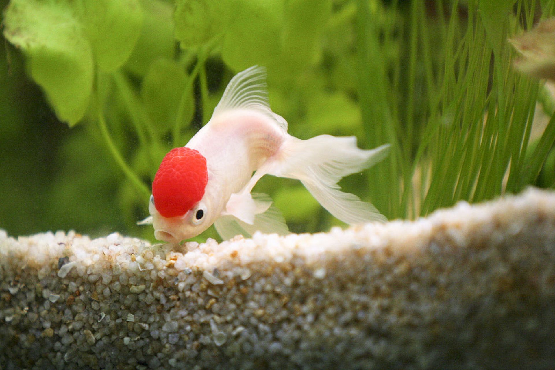 小金鱼,是一种非常受欢迎的宠物,是世界观赏鱼中最早的品种,也是中国