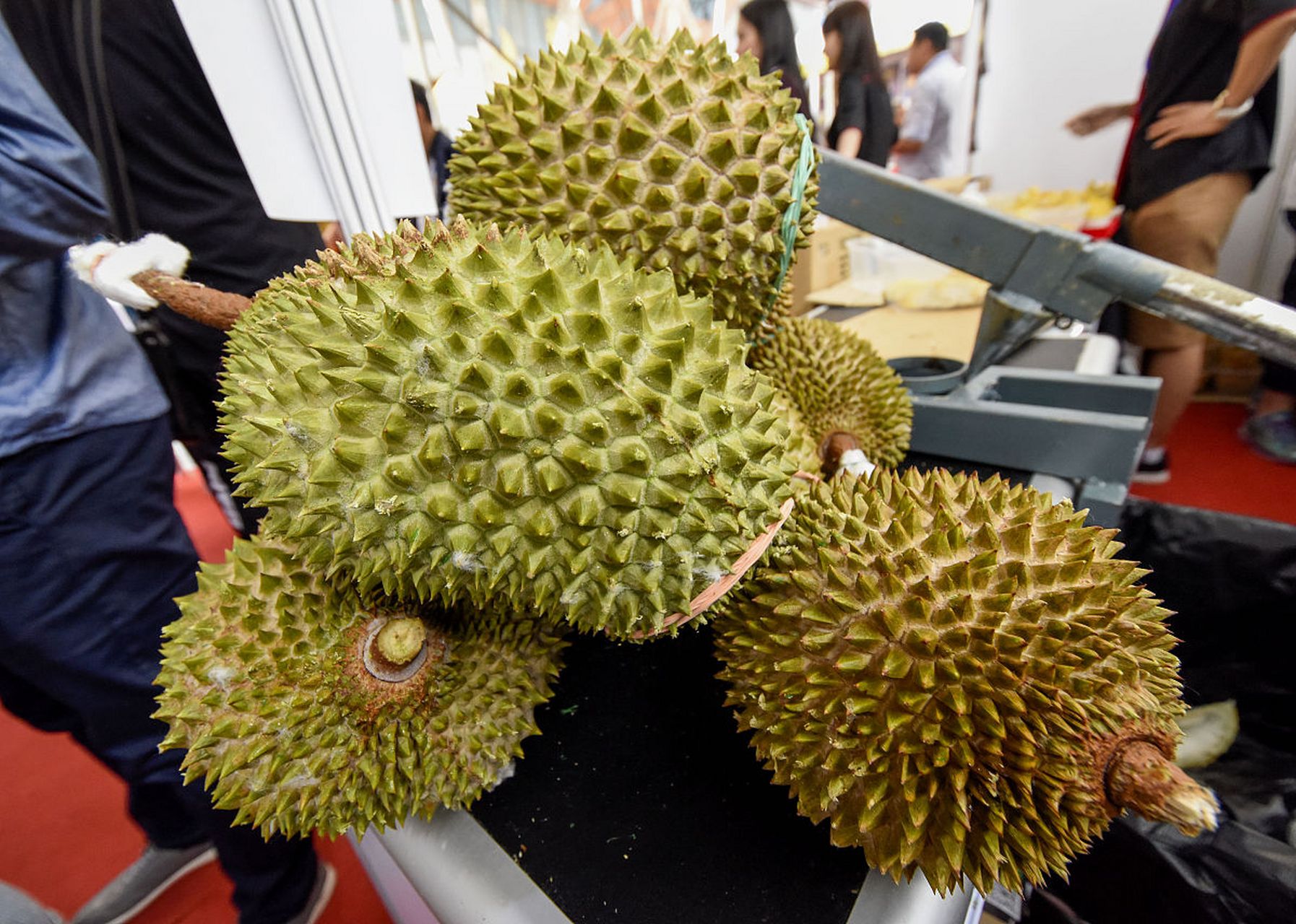 榴莲是一种营养丰富的水果,含有大量的维生素,矿物质和膳食纤维,能够