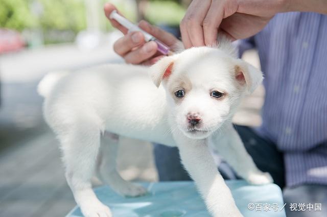 關於狂犬病的科普:狂犬病真的那麼可怕嗎?