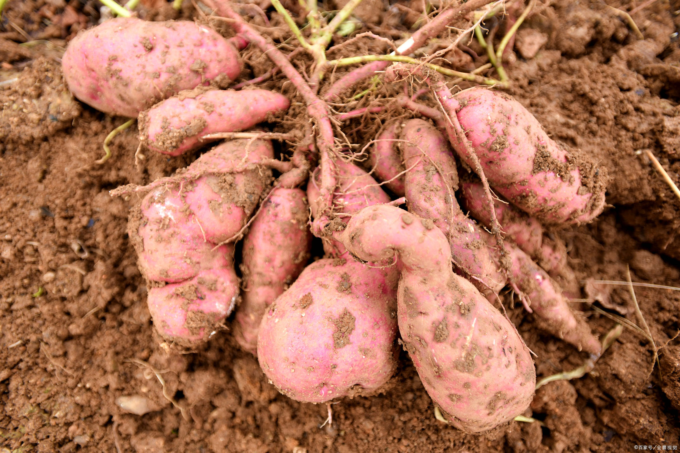 番薯- 热门商品专区