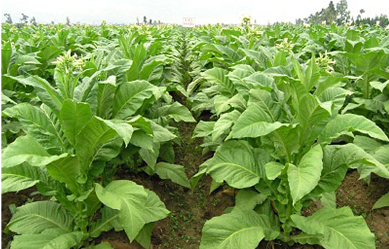 烤烟红花大金元花叶病,黑胫病,赤星病和野火病及虫害的防治方案