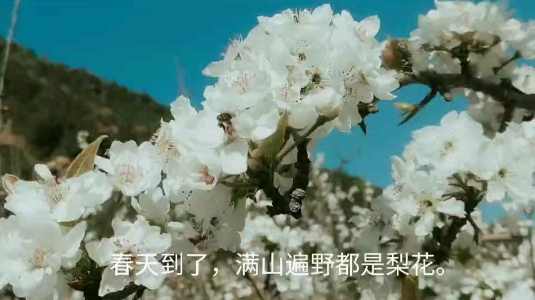 [图]果园里满园的梨花香,勤劳的蜜蜂在采蜜,春天真的来了