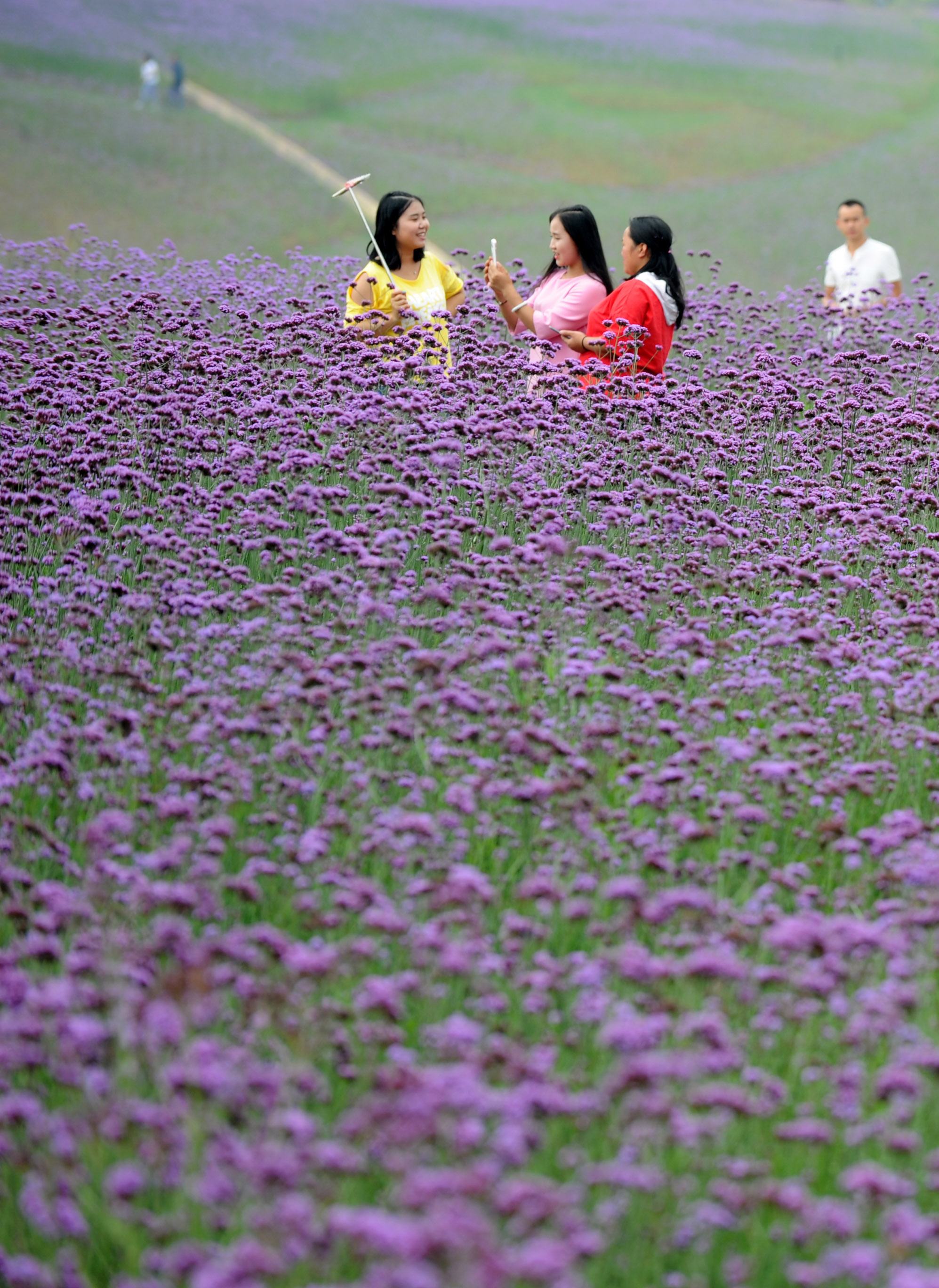 贵州瓮安:荒坡变花海
