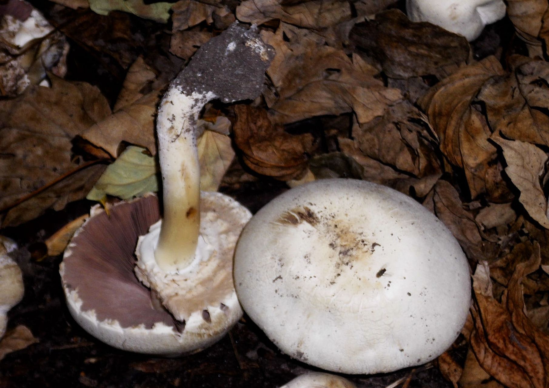 野生灰包菌是一种分类标准不一,具有多种种类和广泛分布的真菌.