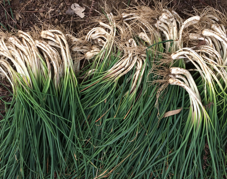 有在家种植的也有很多地方有野生的藠头,而且在农村随处见的藠头,回想