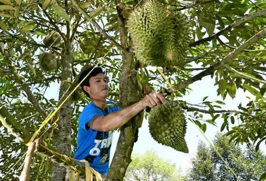为了榴莲不受破坏,采摘的人需要爬上几十米高的树上去采摘.