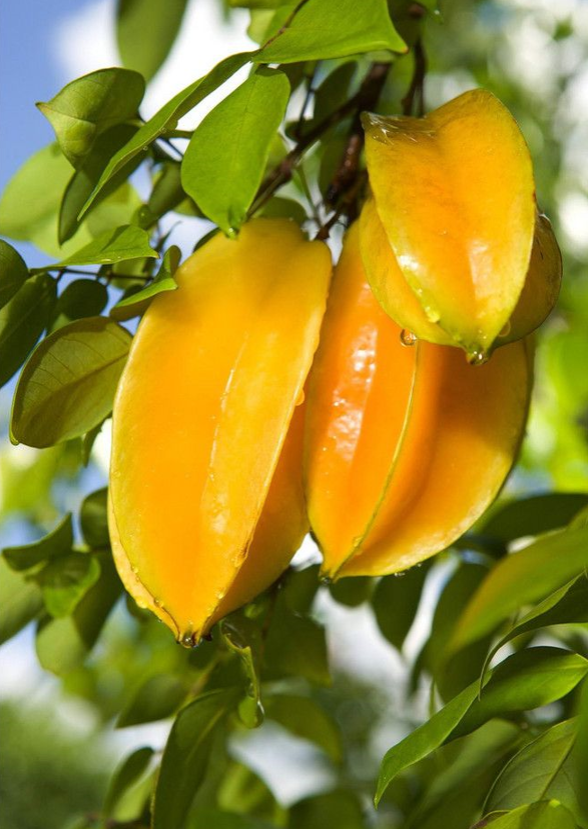 你对杨桃的印象是否和我一样还停留在小学课本中那颗五角星上