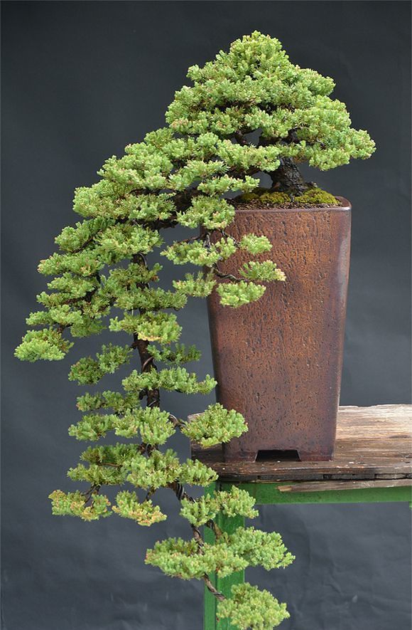 松柏盆景的蟠扎与换盆技巧,简单实用易操作,值得收藏!