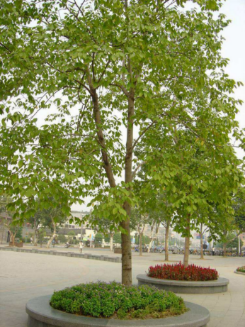 朴树- 热门商品专区