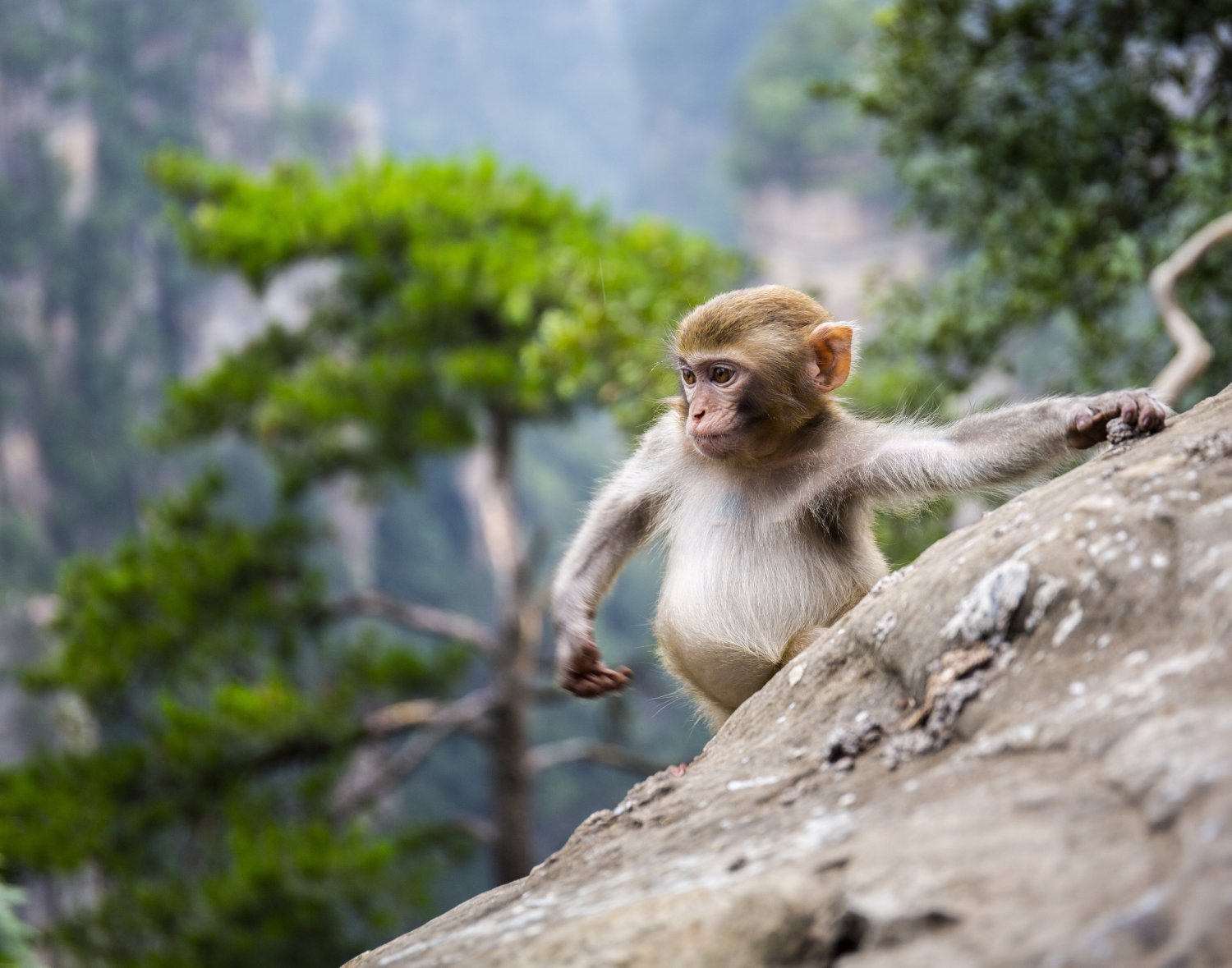 灵猴"玩"心不变,湖南张家界野生猕猴