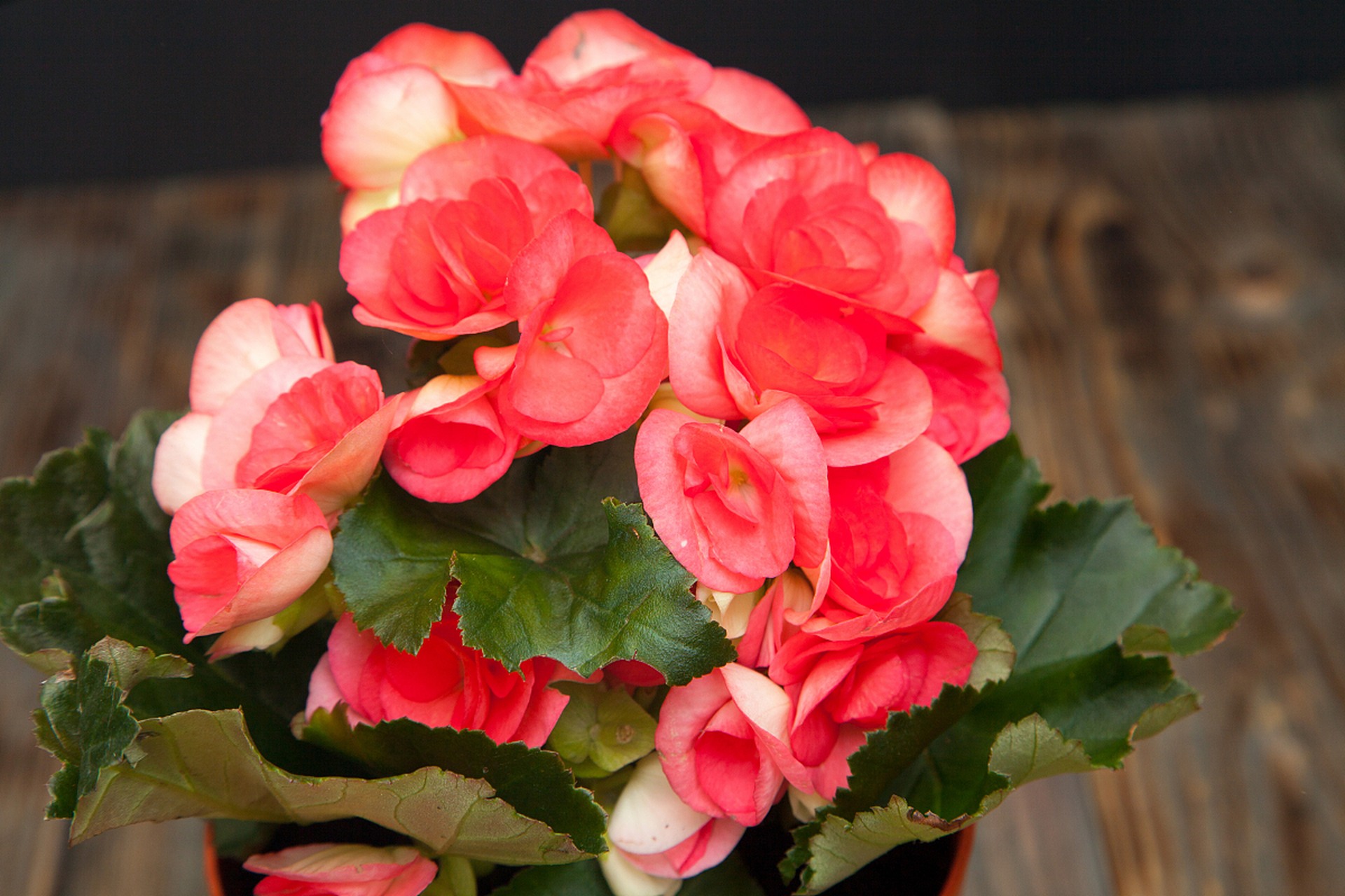 玻璃海棠是一种美丽的花卉,扦插是其繁殖的常见方法.