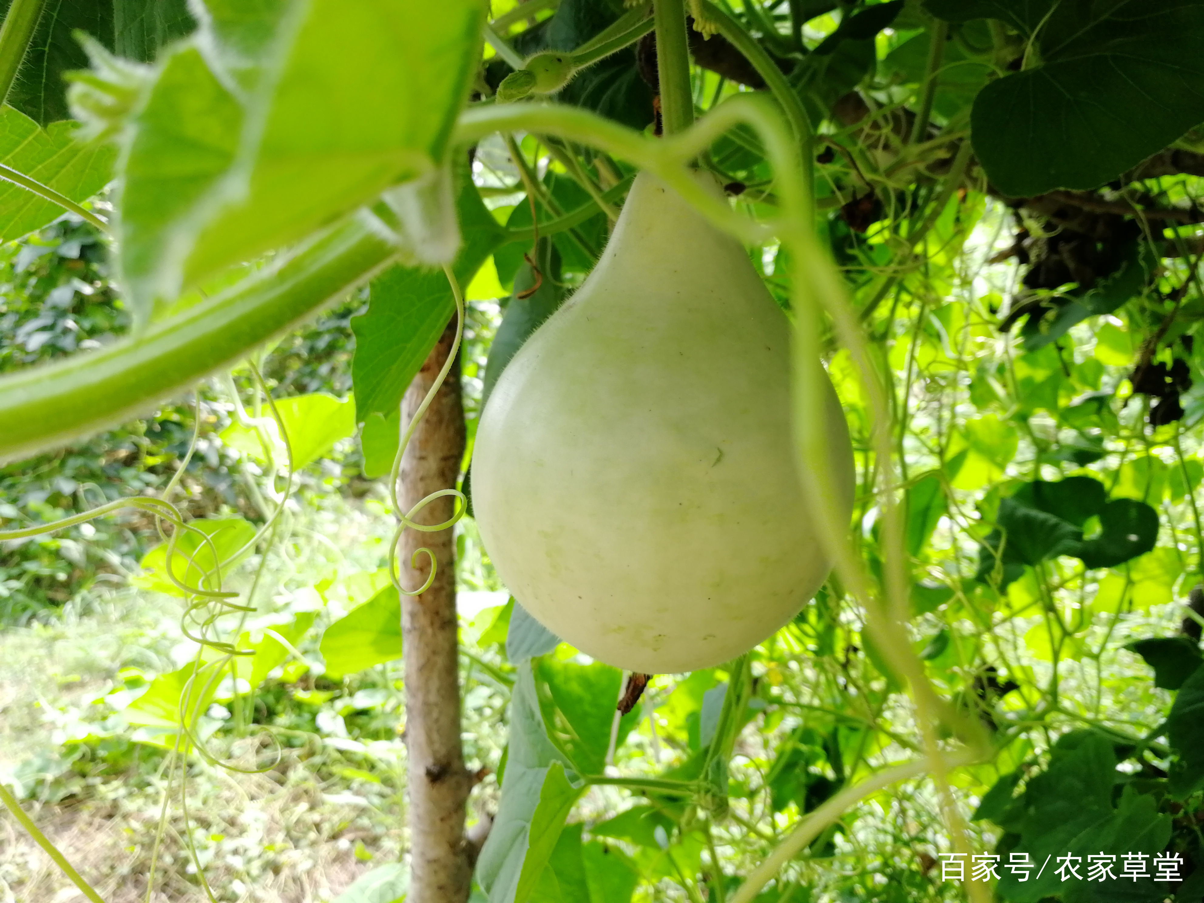 包含能用身体乳盘葫芦的词条