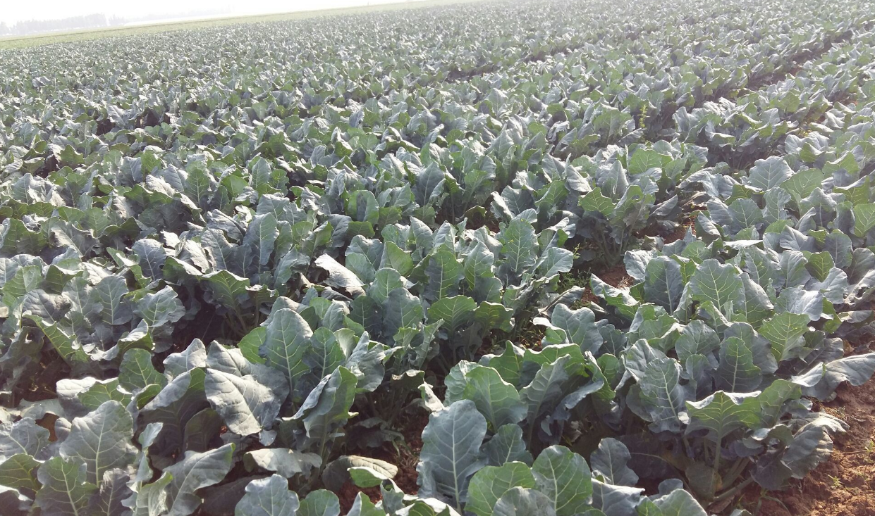 西兰花深受减肥人士喜爱,种植方法很简单,这2点做好就行!