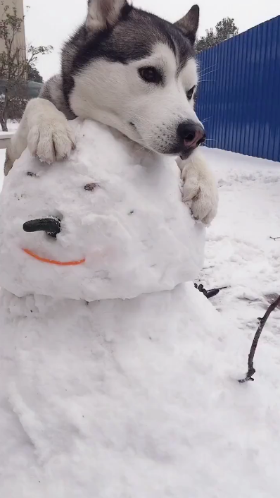 二哈第一次见到雪