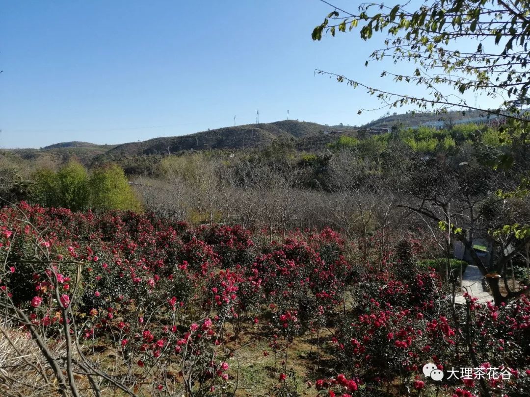 十年寒暑勤治山,一片新顏換舊容——大理茶花谷花開正當時