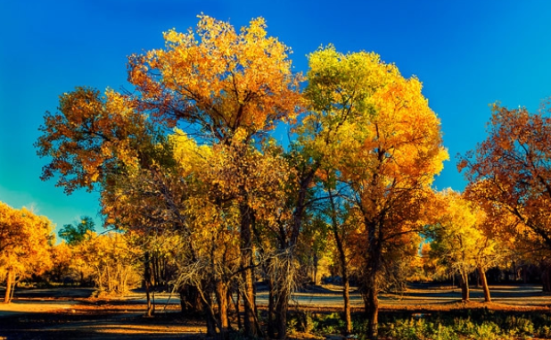 敦煌胡杨林位于甘肃省敦煌市城西120公里处的敦煌西湖国家级自然保区