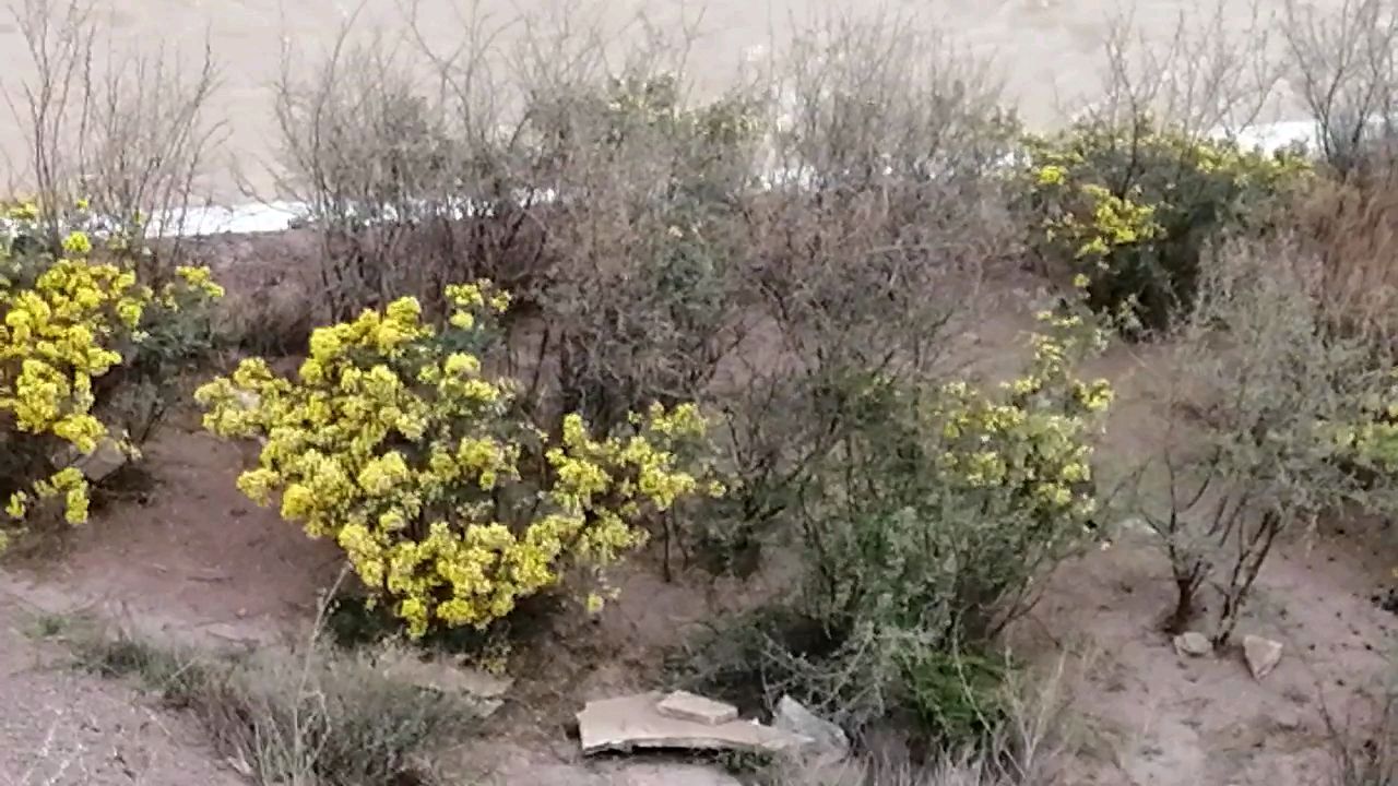 [图]西藏神秘花开阿门