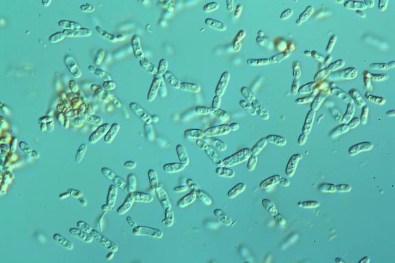 水产养殖常见有益菌的特点和作用机理
