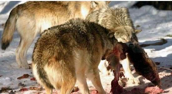 俗语"狼走千里吃肉",下半句说法众多,唯有这个最经典!
