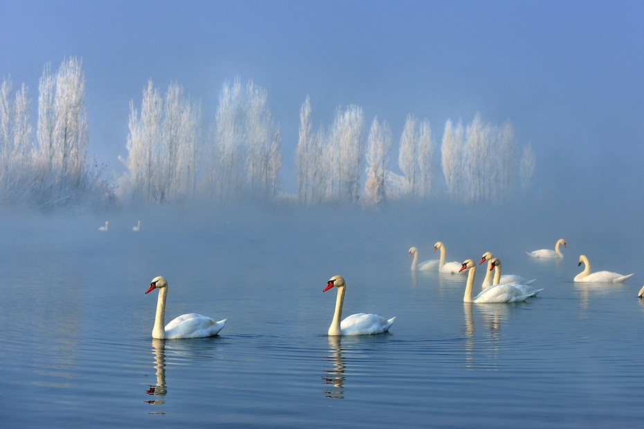 安化县美景之天鹅岛