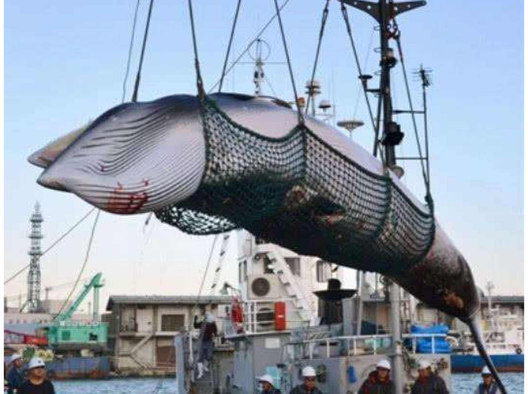 媒体报道,今天,日本在国际捕鲸委员会的会员资已于上周日到期,尽管