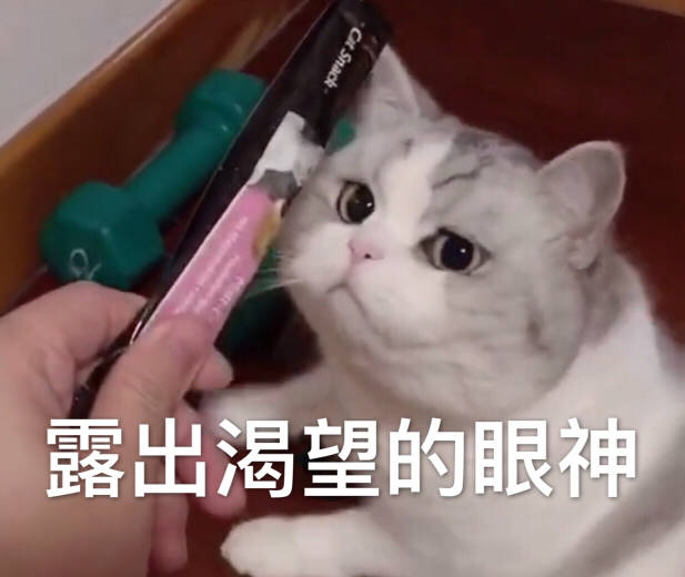 超萌小喵喵,表情包:骄傲,做自己的舔狗!
