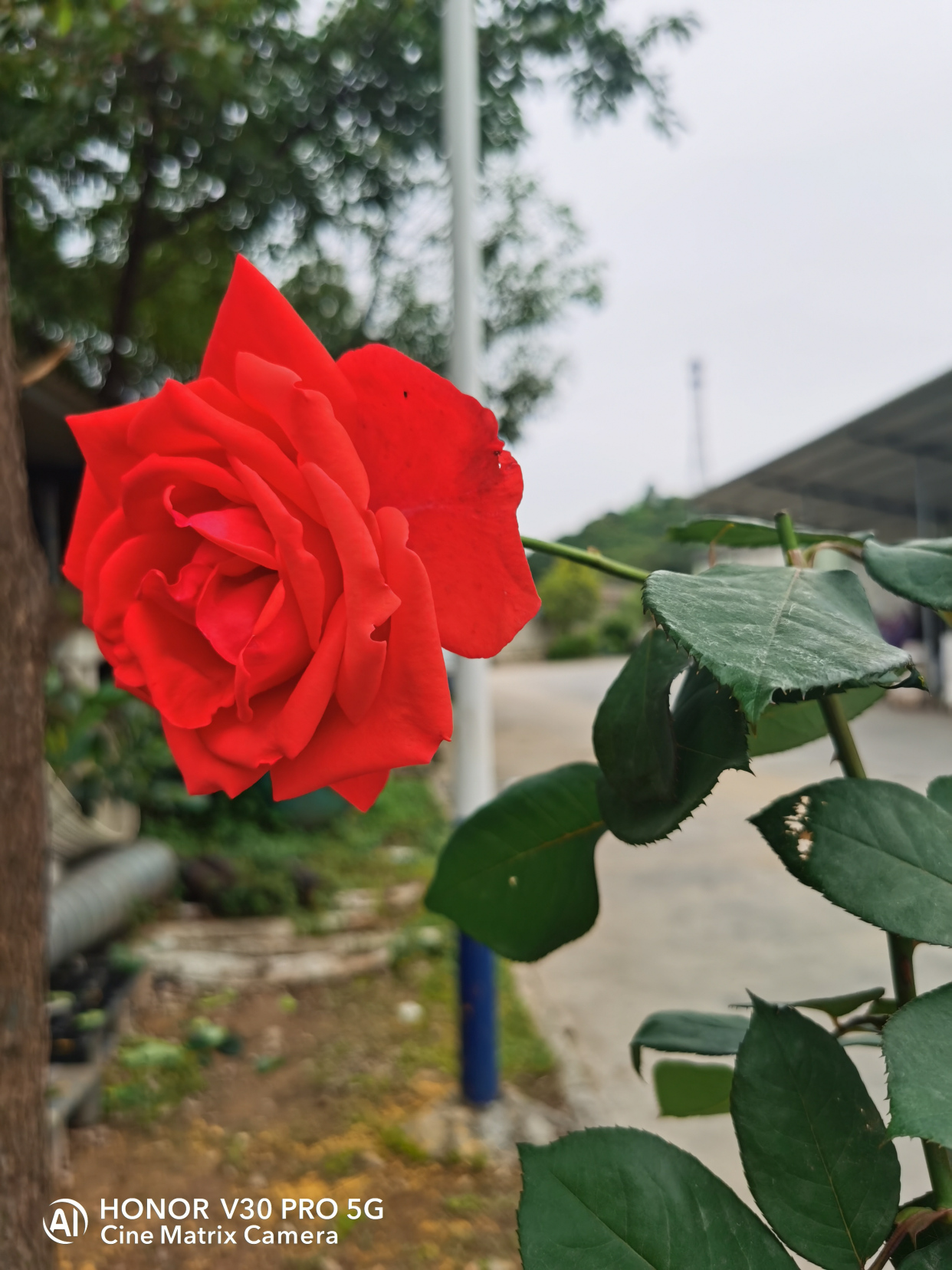 带刺玫瑰幽默回复图片