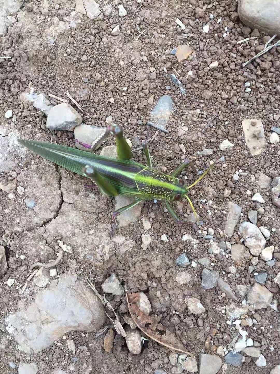 野外捕获的野生大油蚂蚱,油炸成了一盘菜