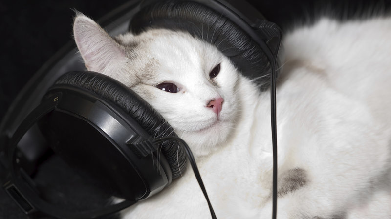 猫喜欢听音乐吗?答案虽然是肯定的,但可能让你失望