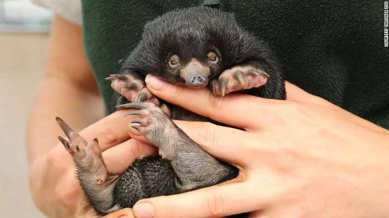 《神奇动物在哪里》嗅嗅原型原来是它!同样可爱!