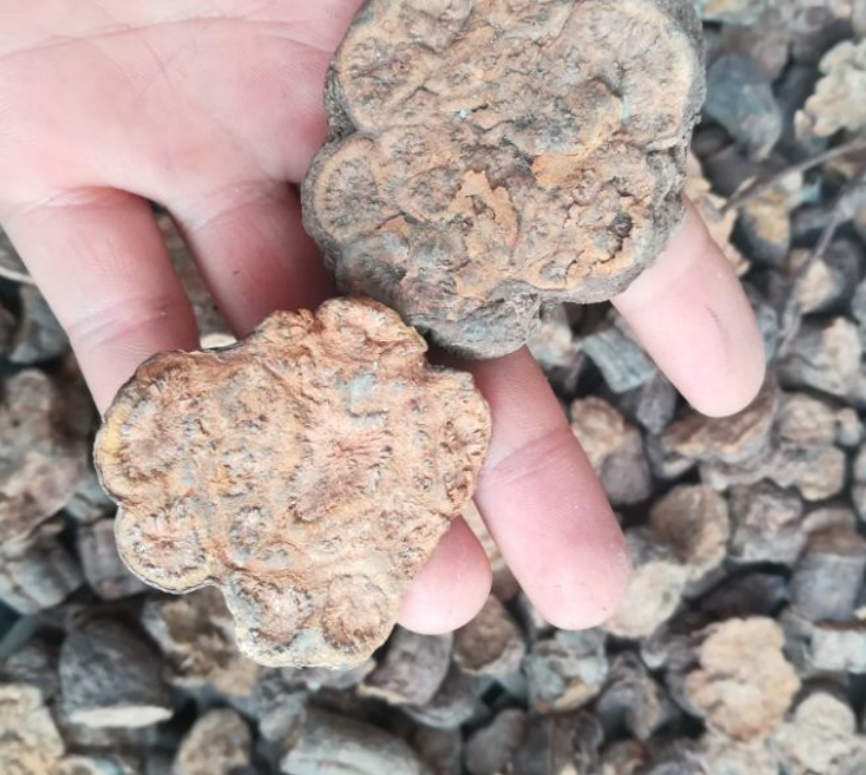 以前农村没人要的植物,如今价值珍贵能乌发,30一斤有人靠它发财