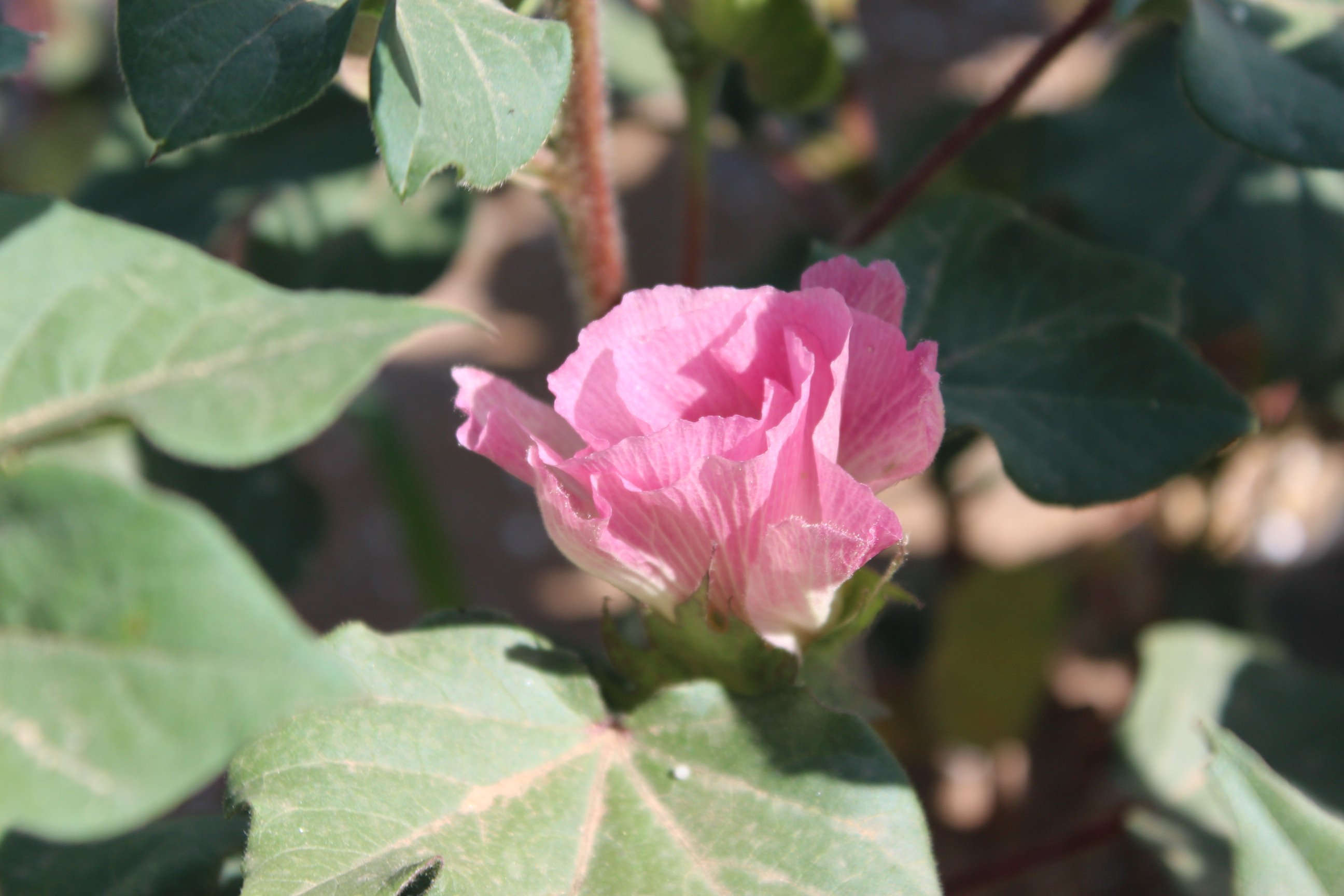 邱燕原创散文丨世世为亲人