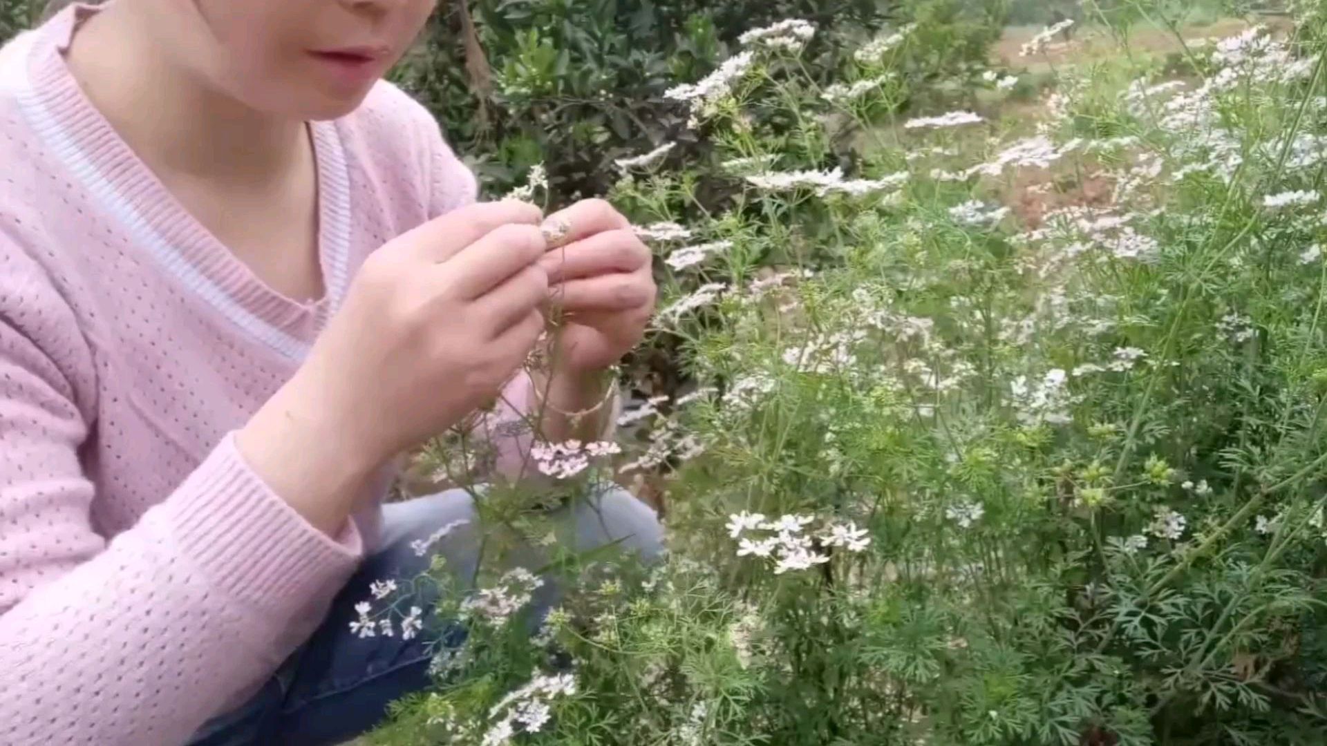 农村的香菜,你知道芫须的花朵是什么样子的吗