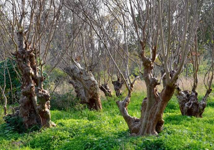 陕南珍稀植物园的景色,不来了解一下?相信你会喜欢这里的!