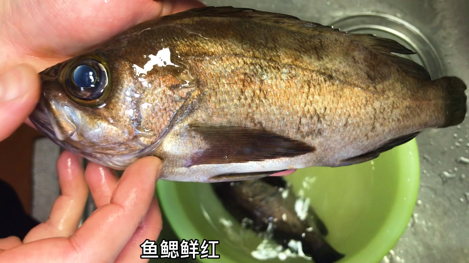 吃腻了传统的《清蒸石斑鱼》,小忠哥教你《日式》口味的做法