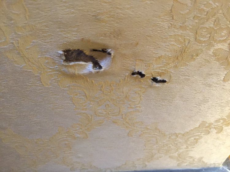 墙纸上的白蚁侵蚀痕迹!