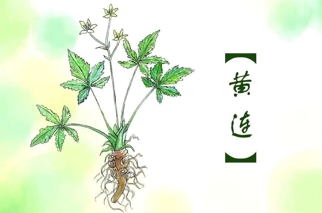 黄连草的传说:精通医术的奇女子,死后不忘救赎相邻,铸就佳话!