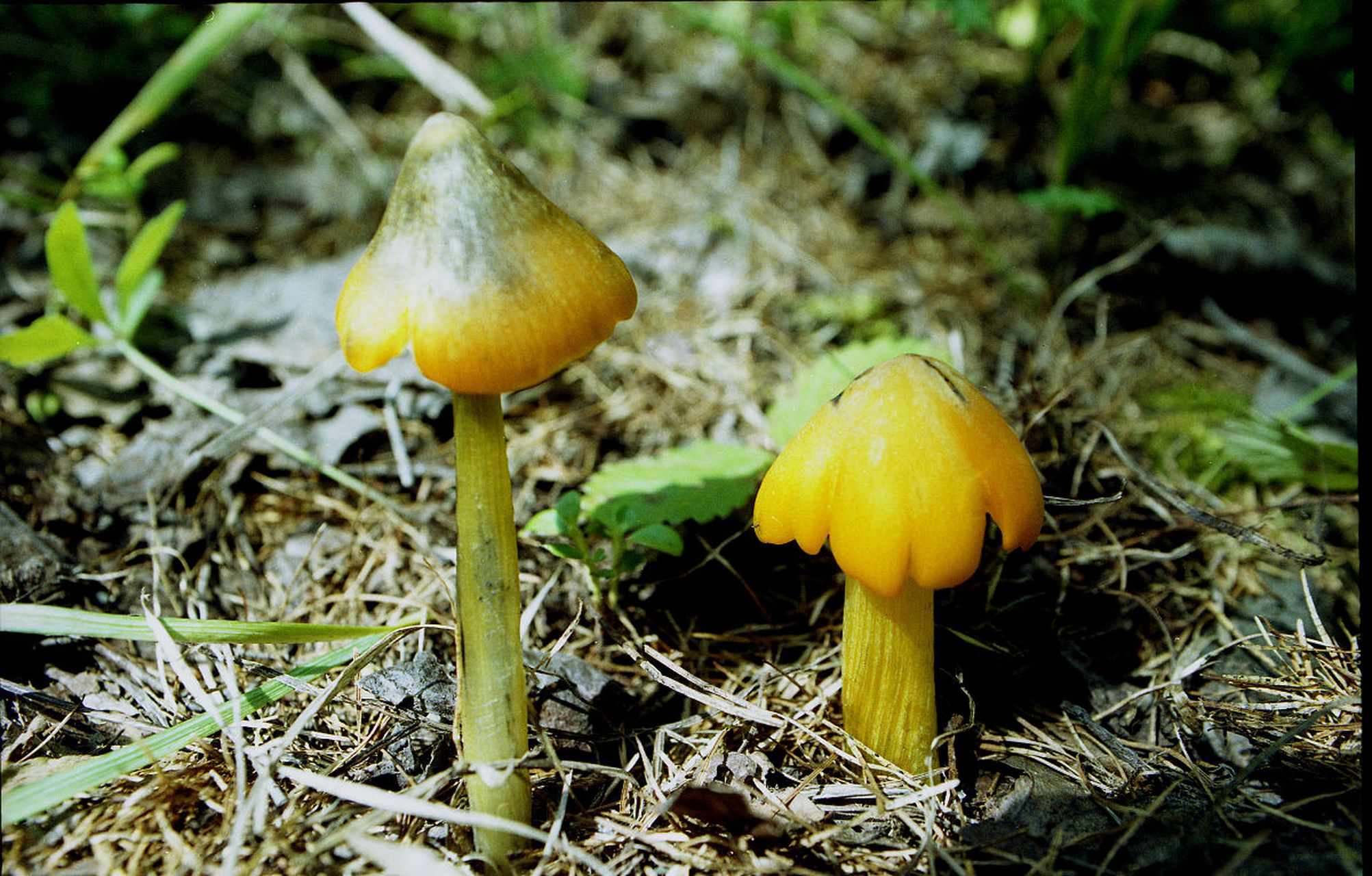 广西一家7口吃野生菌中毒,致2死2重症.